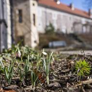 Sněženka podsněžník