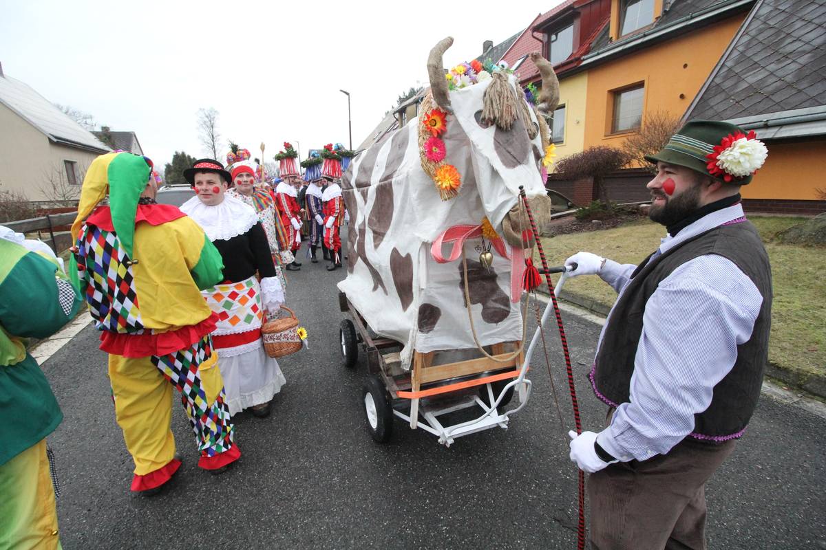 V čele průvodu kráčí pasáček s krávou na čtyřech kolech.