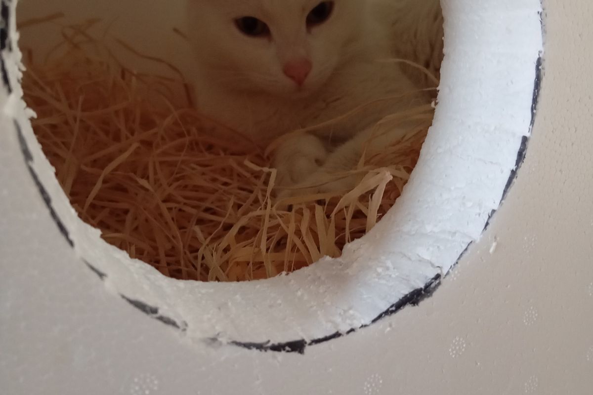 Liberec pomáhá v mrazech volně žijícím kočkám. Lidem pro ně rozdává teplé boudičky