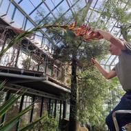 Doryanthes palmeri vykvete jen jednou za život.