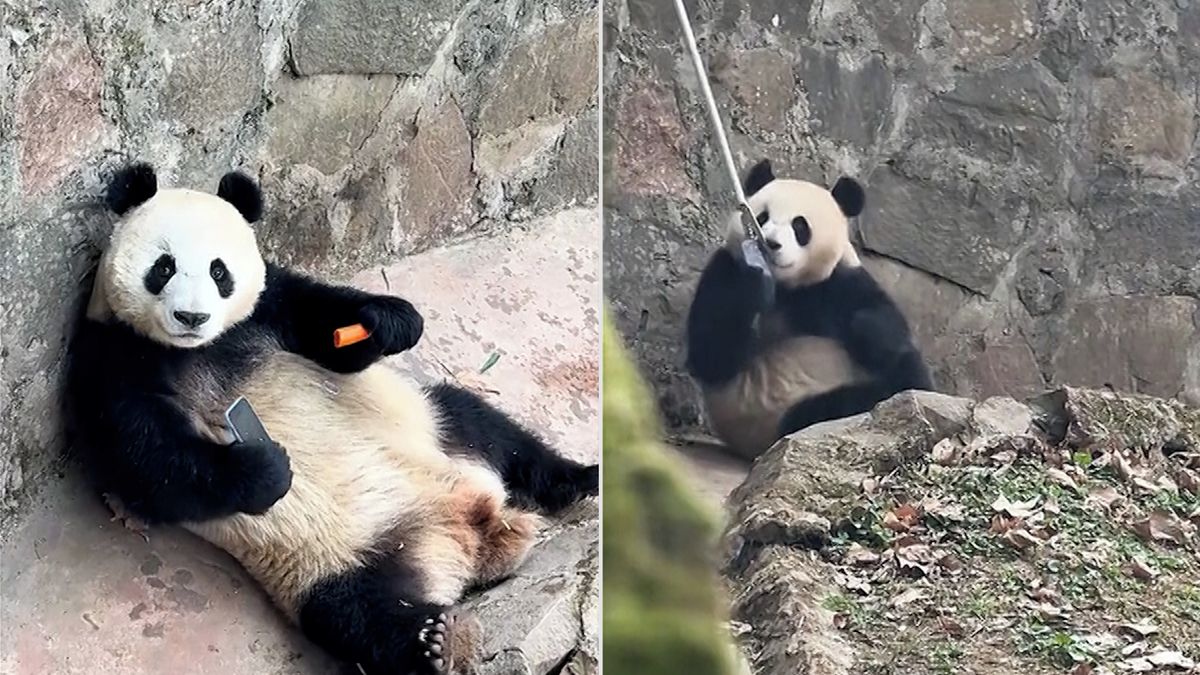 Mobil nad mrkev. Panda se odmítala vzdát telefonu, který jí spadl do výběhu