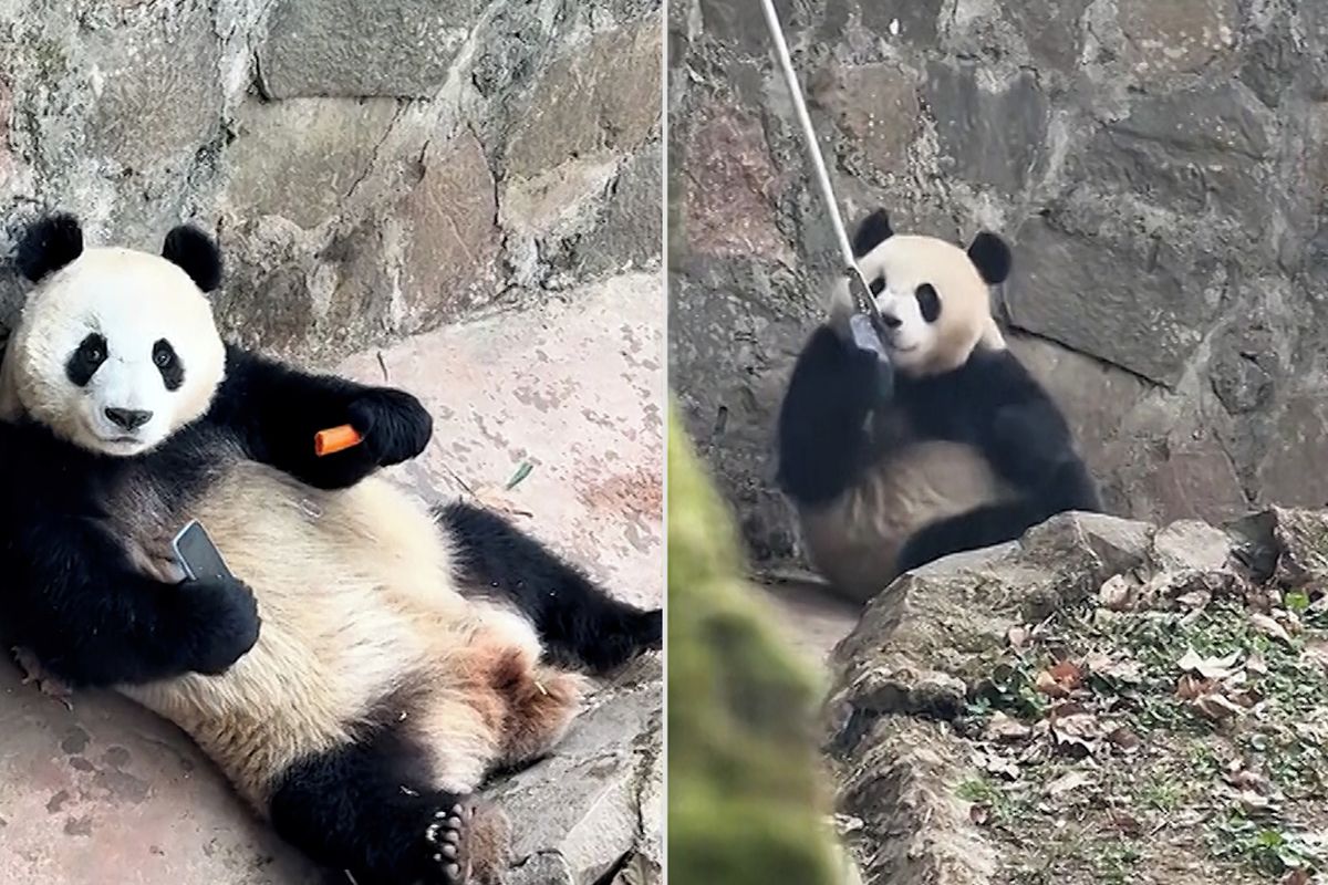 Mobil nad mrkev. Panda se odmítala vzdát telefonu, který jí spadl do výběhu