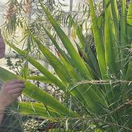 Botanik Miroslav Srba ukazuje nově napěstované semenáčky, které nahradí původní rostlinu.