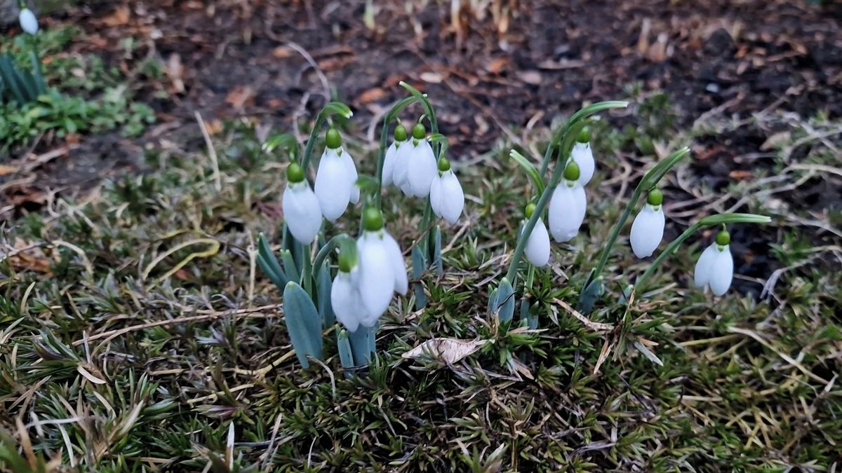Zima nezima, na Znojemsku začalo jaro. Rozkvétají tam sněženky