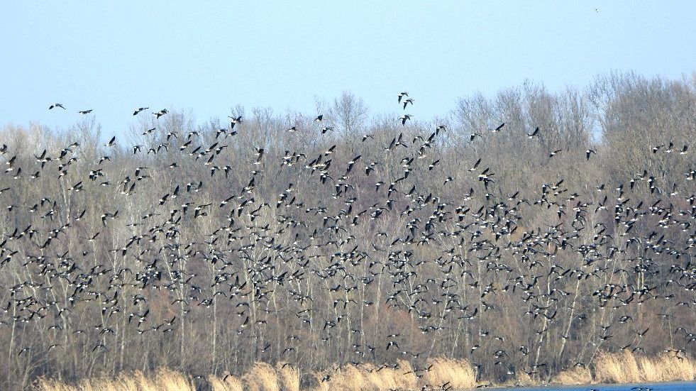 Na Nových Mlýnech zimují tisíce severských hus, brzy se vydají na cestu domů