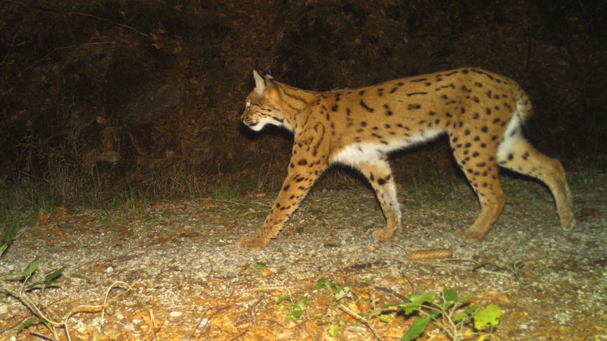 Rysům se na Šumavě daří, monitoring potvrdil 49 šelem