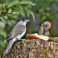 Samec a samice pěnice černohlavé se liší barvou čepičky.