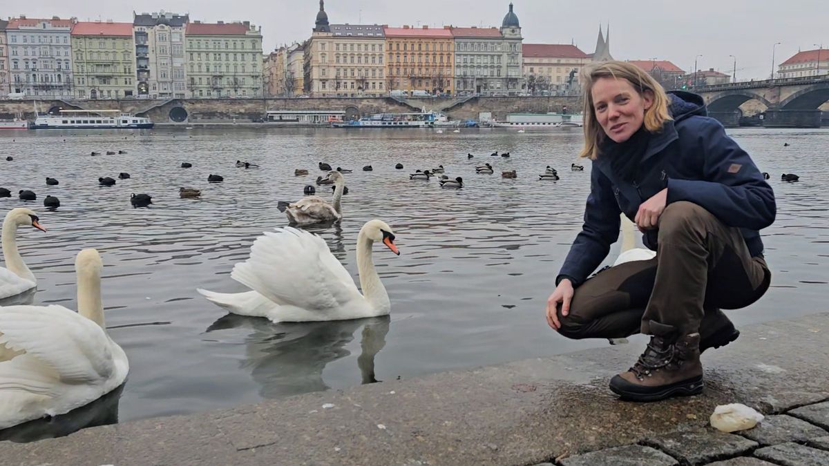 Muž dvacet let unáší z Prahy labutě. Podle zvířecích záchranářů za to dostává směšné pokuty