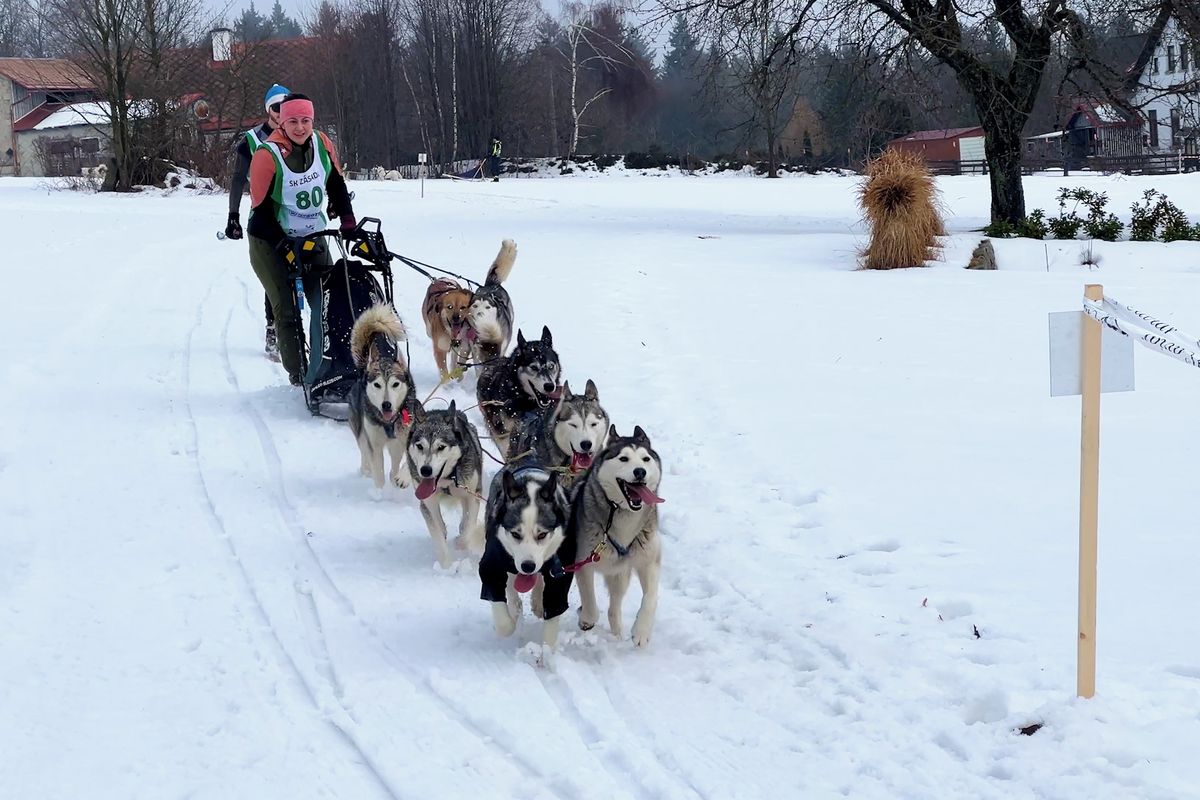 Spousta zatáček, mokrý sníh. Mistrovství v psích spřeženích náležitě otestovalo kvalitu musherů