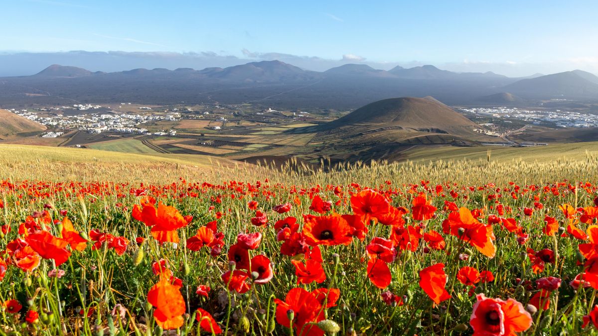 Vulkanické Lanzarote se po vydatných deštích nezvykle zazelenalo