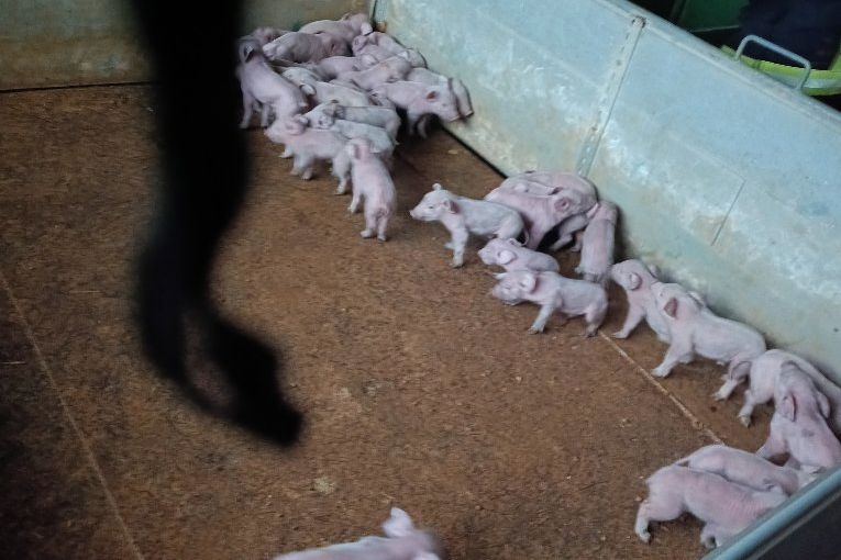 Na Prachaticku hořel vepřín s asi 800 prasaty. Zvířata se podařilo zachránit