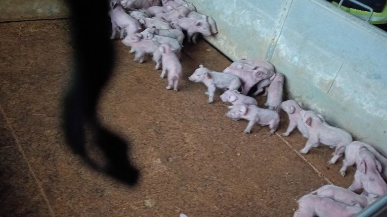 Na Prachaticku hořel vepřín s asi 800 prasaty. Zvířata se podařilo zachránit