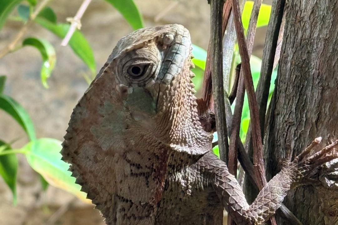 Pralesní strašidýlka mají v ústecké zoo vlastní expozici