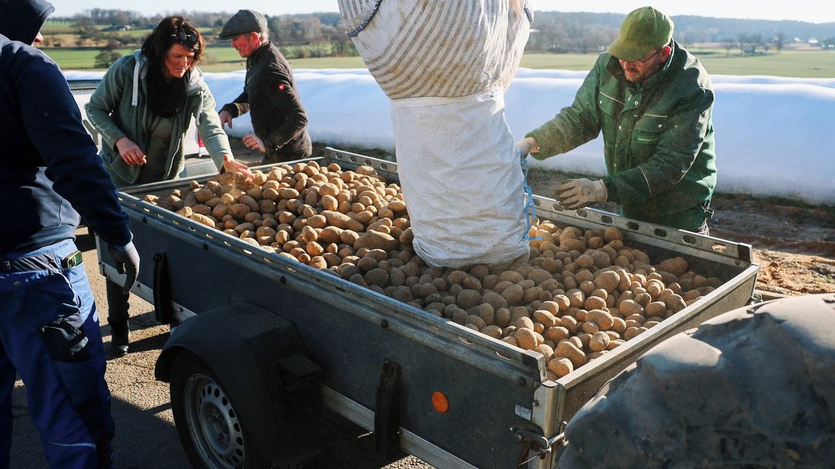 V Německu mají rekordní sklizeň brambor, v Berlíně je rozdávají zdarma