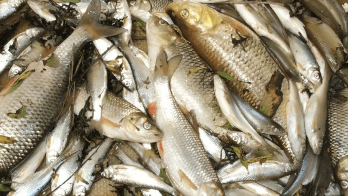 Obří úhyn ryb, které se udusily v řece Dyji, zřejmě zavinil extrémní rozvoj sinic