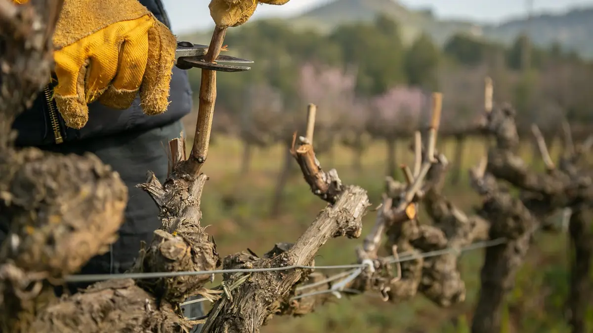 Vědci chtějí z odpadního dřeva vyždímat blahodárné antioxidanty a využít je jako výživové doplňky