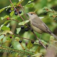 Samička pěnice černohlavé