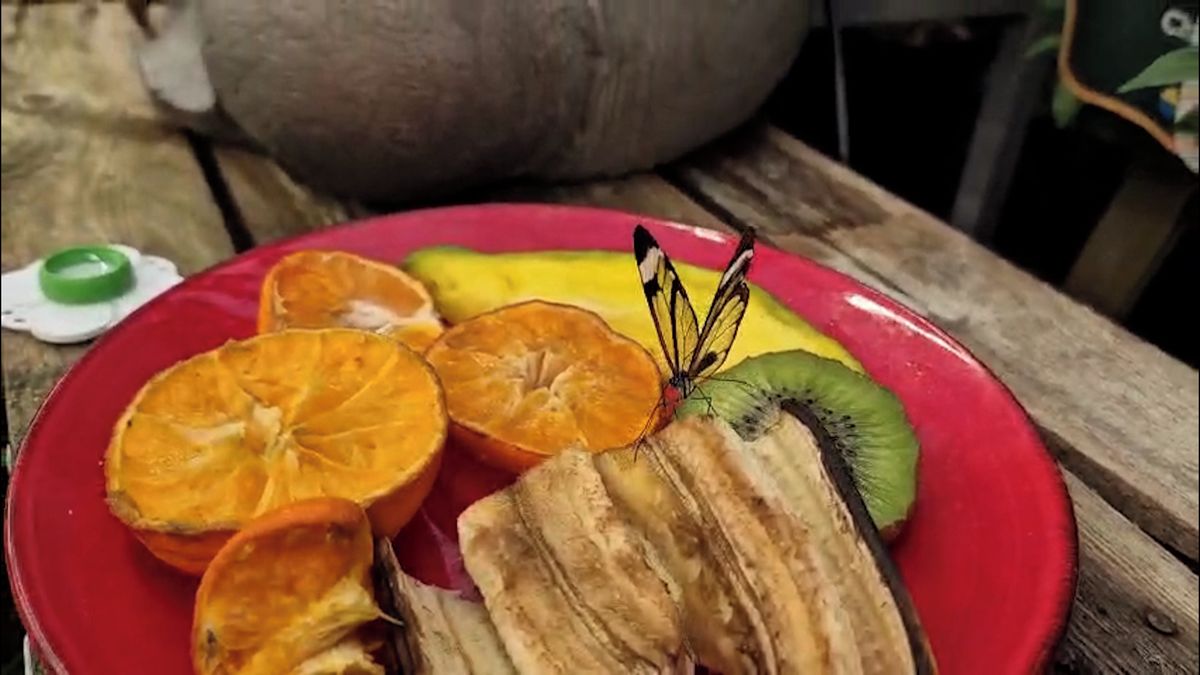 Hitem výstavy v Úvalně je motýl s průhlednými křídly i pivo z orchidejí