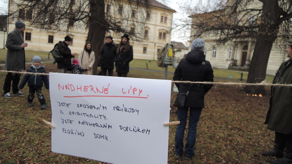 Protesty lidí nezabraly, u katedrály v Litoměřicích pokácí staré lípy