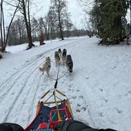 O víkendu závodilo téměř 50 musherů.