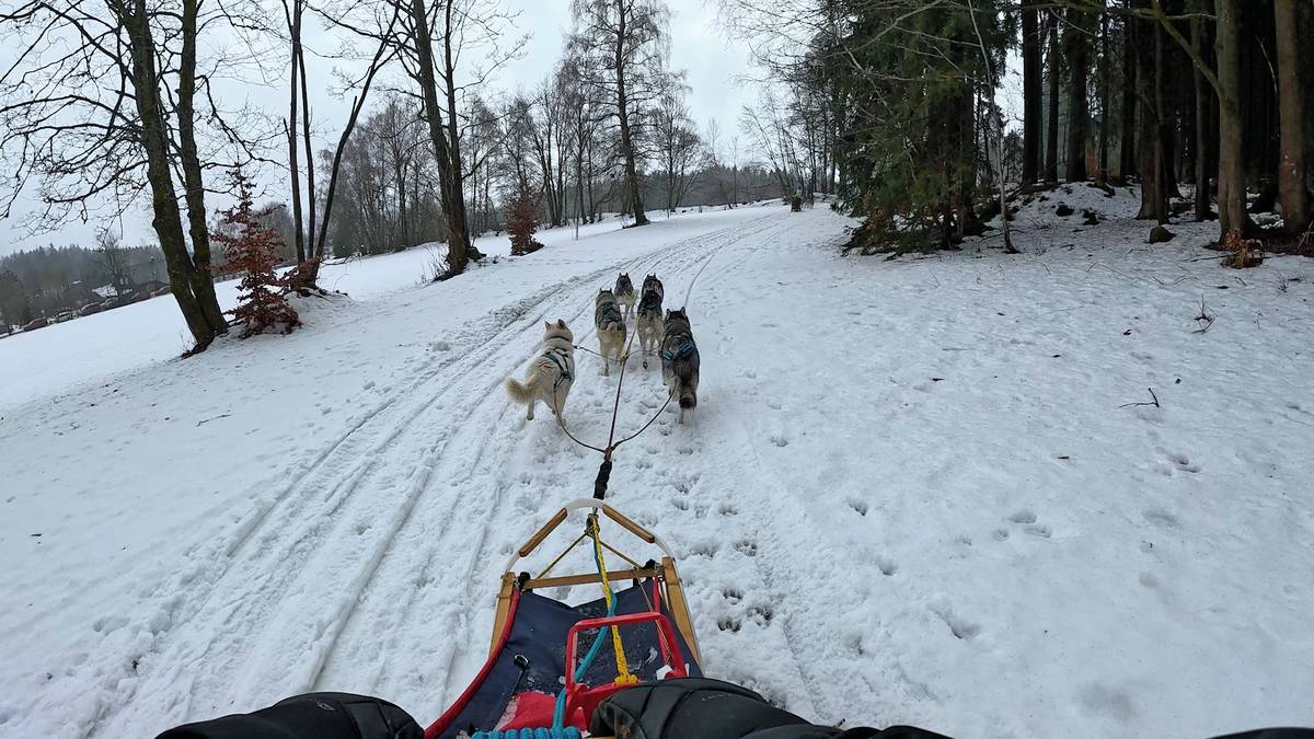 O víkendu závodilo téměř 50 musherů.