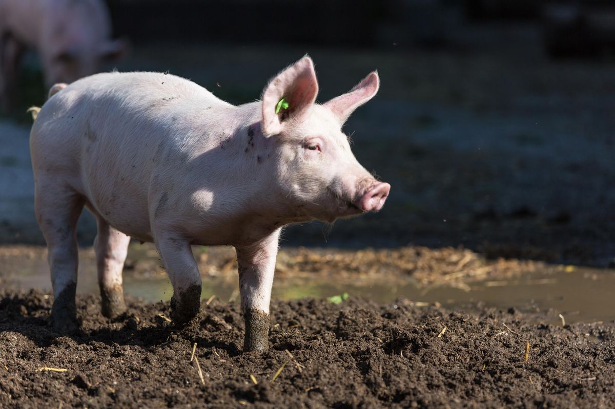 Číňan přepravoval prasata dronem, jeden se zapletl do elektrického vedení