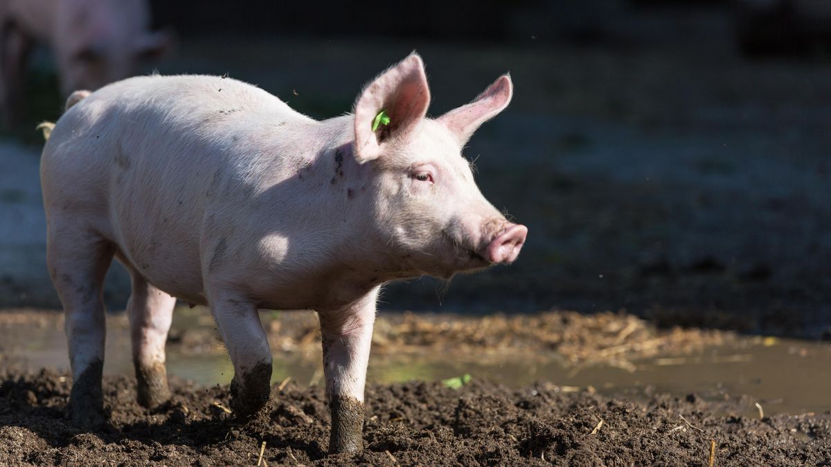 Číňan přepravoval prasata dronem, jeden se zapletl do elektrického vedení