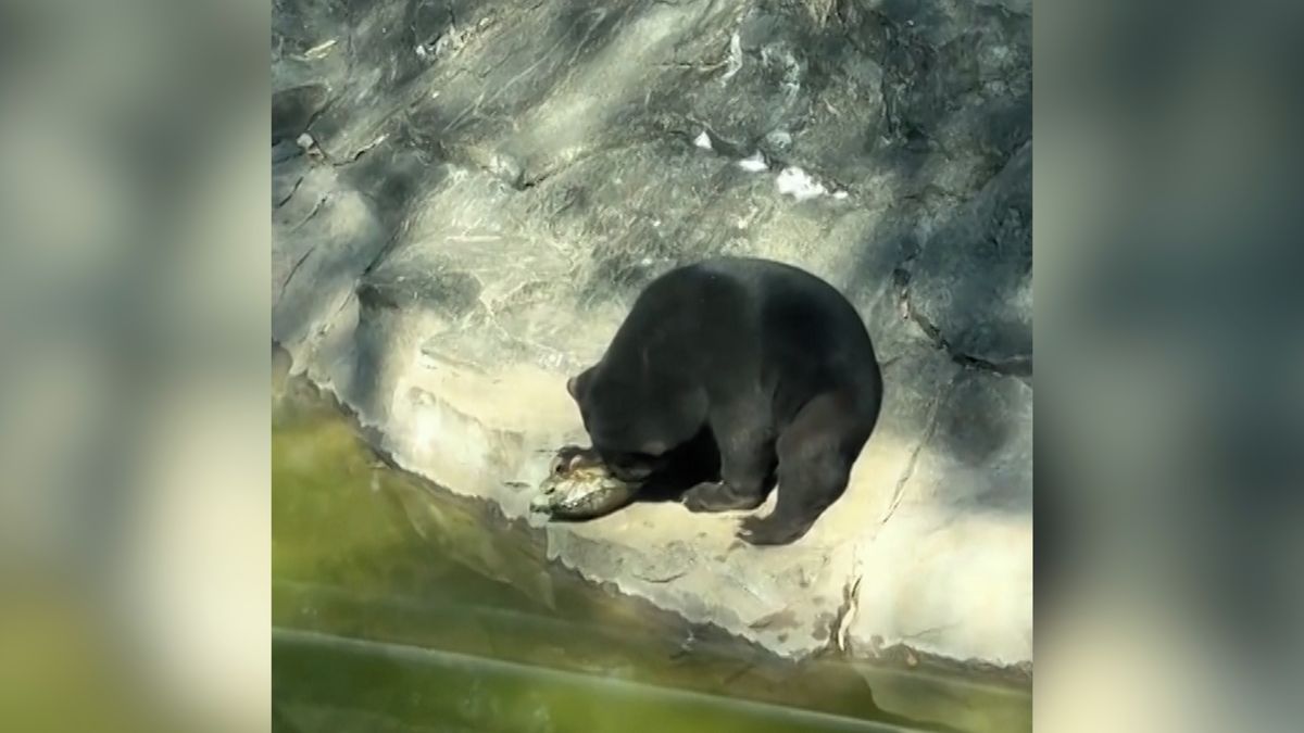 Medvídě řvalo bolestí, želva ho kousla do jazyku