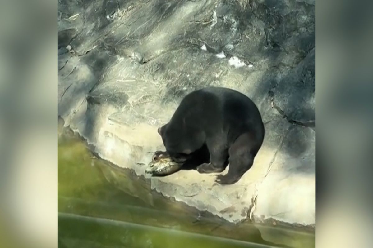 Medvídě řvalo bolestí, želva ho kousla do jazyku