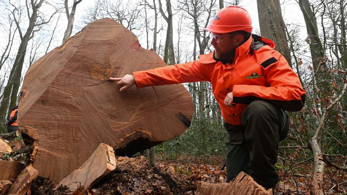Francouzi skáceli dub vysazený za vlády krále Ludvíka XIV.