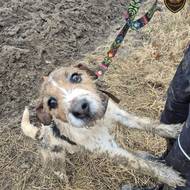 Hasiči zachraňovali psa uvízlého v betonové rouře na poli