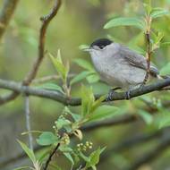 Sameček pěnice černohlavé se vyznačuje černou čepičkou, která však sahá jen k hornímu okraji očka. Od sýkorek babky a lužní se liší tím, že mu chybí černá skvrna pod zobáčkem.