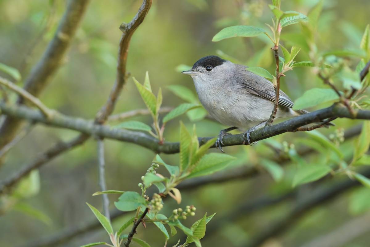 Sameček pěnice černohlavé se vyznačuje černou čepičkou, která však sahá jen k hornímu okraji očka. Od sýkorek babky a lužní se liší tím, že mu chybí černá skvrna pod zobáčkem.