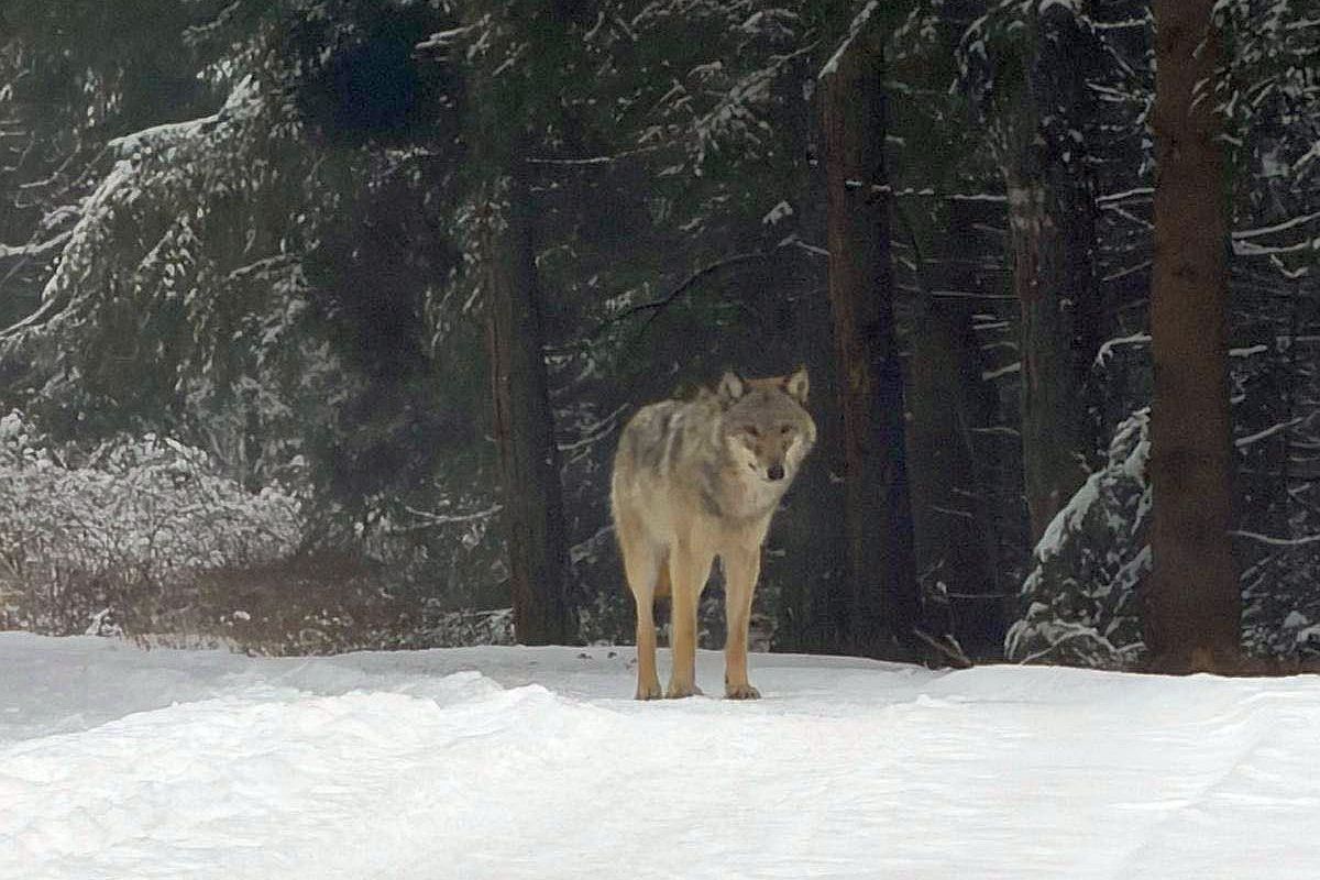 U dálnice D1 na Brněnsku se potuluje mladý vlk