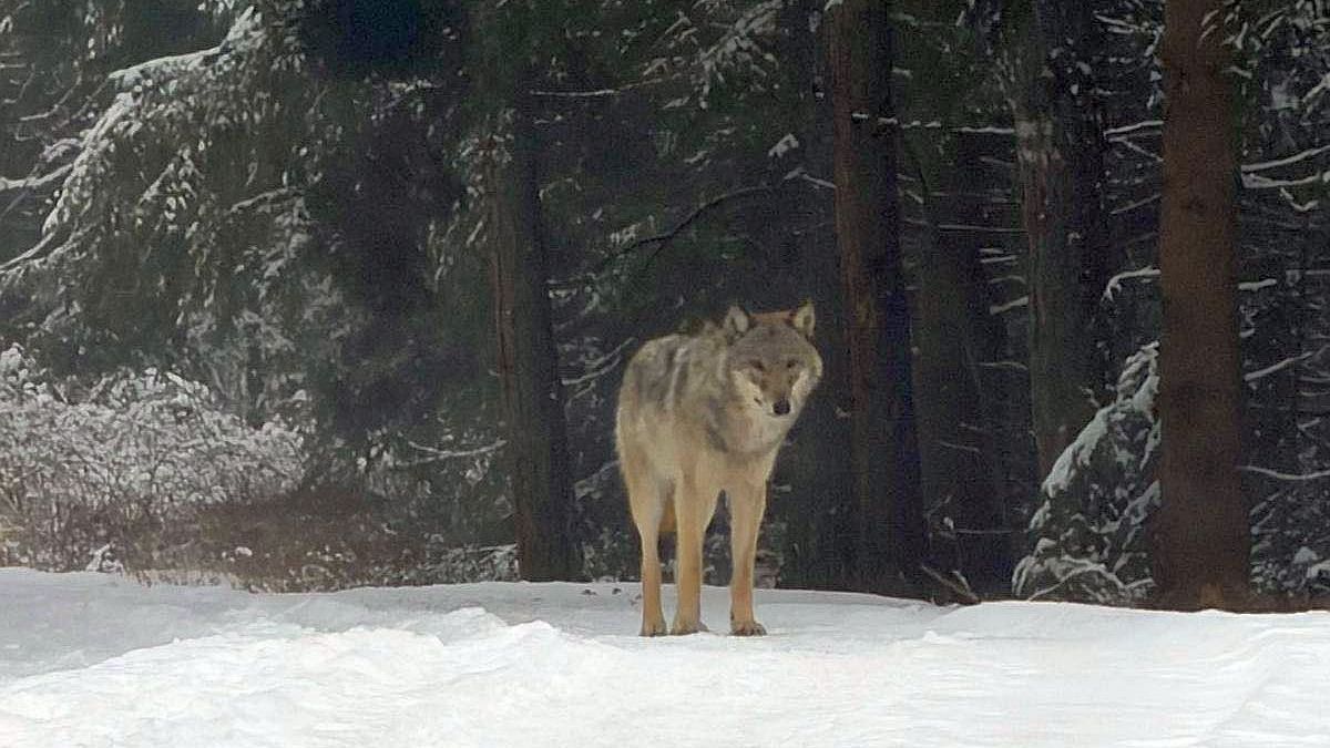 U dálnice D1 na Brněnsku se potuluje mladý vlk