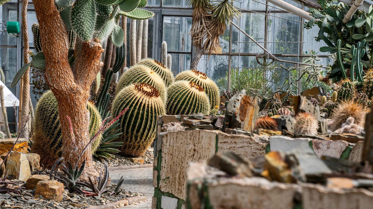Skleníky v olomouckých Smetanových sadech se znovu otevřou. Nabídnou kvetoucí rostliny i dozrávající citrusy