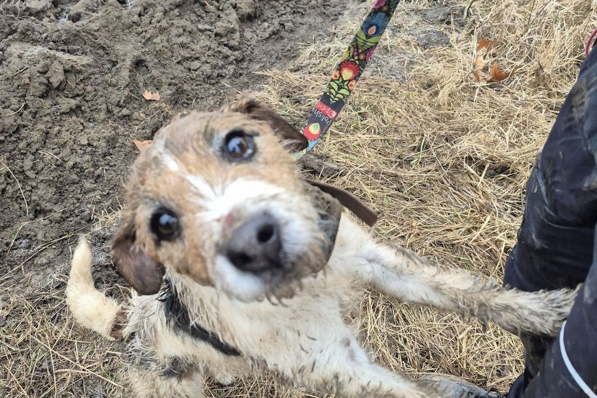 Hasiči v Kroměříži zachránili psa z betonové trubky v poli. Majitelka neskrývala slzy štěstí