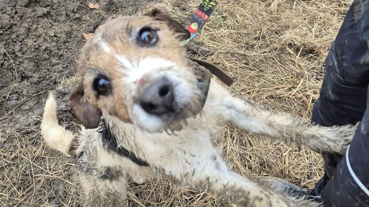 Hasiči v Kroměříži zachránili psa z betonové trubky v poli. Majitelka neskrývala slzy štěstí