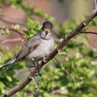 Zajímavostí pěnic černohlavých je, že se kromě hmyzu krmí i pylem.