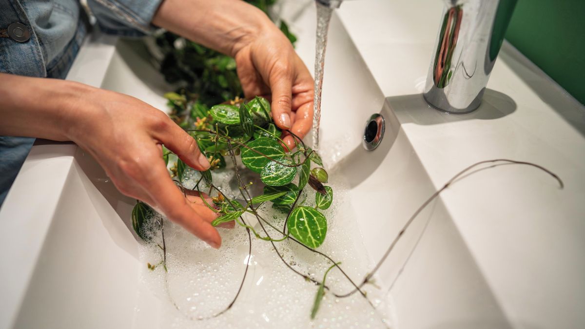 Pokojové květiny v zimě sužují roztoči. Jak je poznat a účinně s nimi zatočit