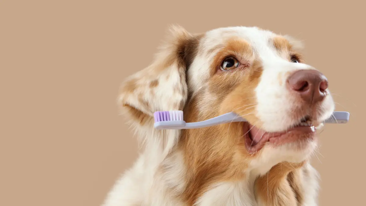 Někteří psi umí skvěle odposlouchávat své majitele a sami se učit nová slova