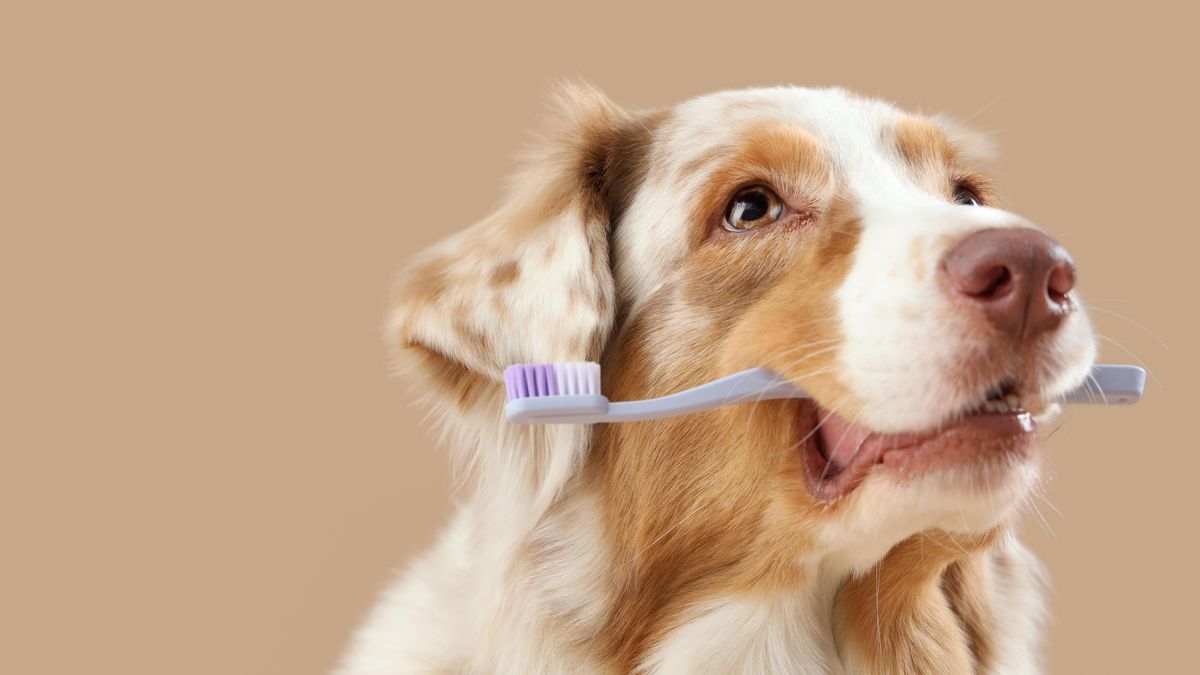 Někteří psi umí skvěle odposlouchávat své majitele a sami se učit nová slova