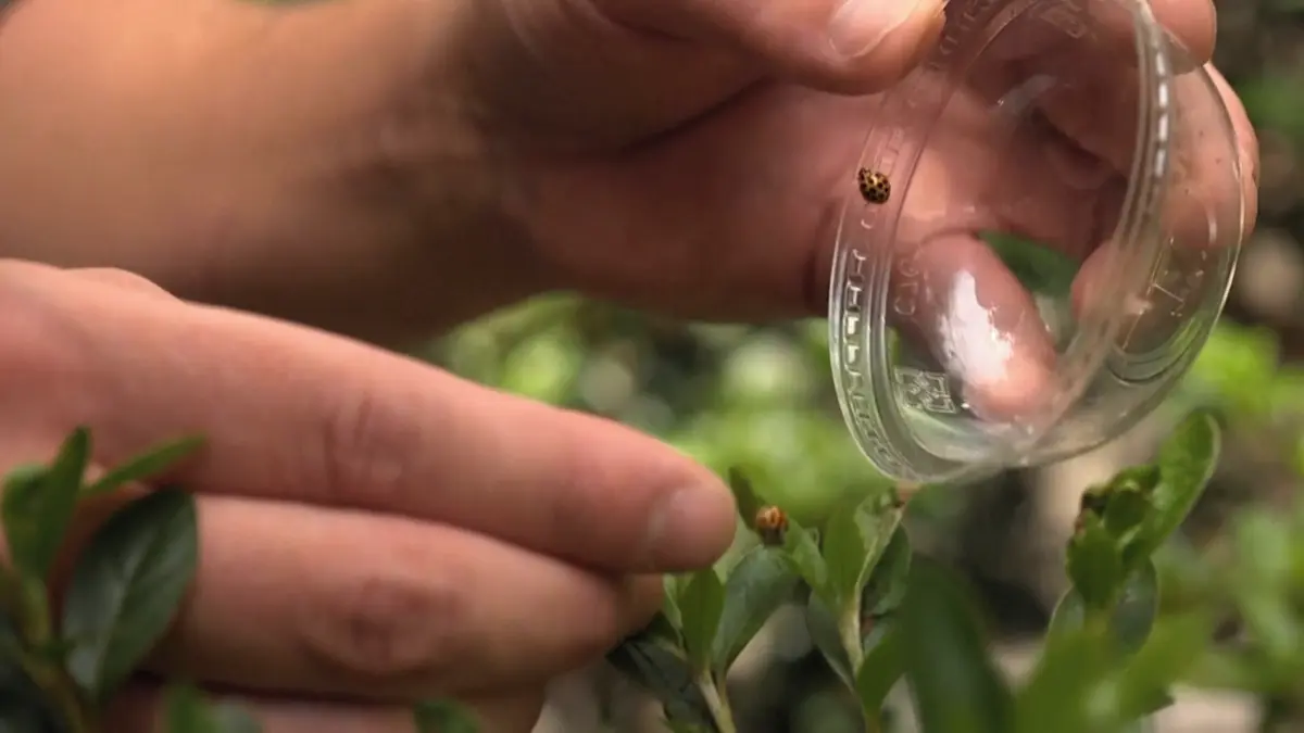 Slunéčka svým obětem vysávají vnitřnosti. Mají je v australském parlamentu a vyplatí se i vám