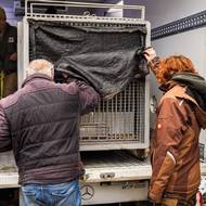 Transport mladého tygra ussurijského ze Zoo Zlín do Portugalska