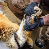 Transport mladého tygra ussurijského ze Zoo Zlín do Portugalska