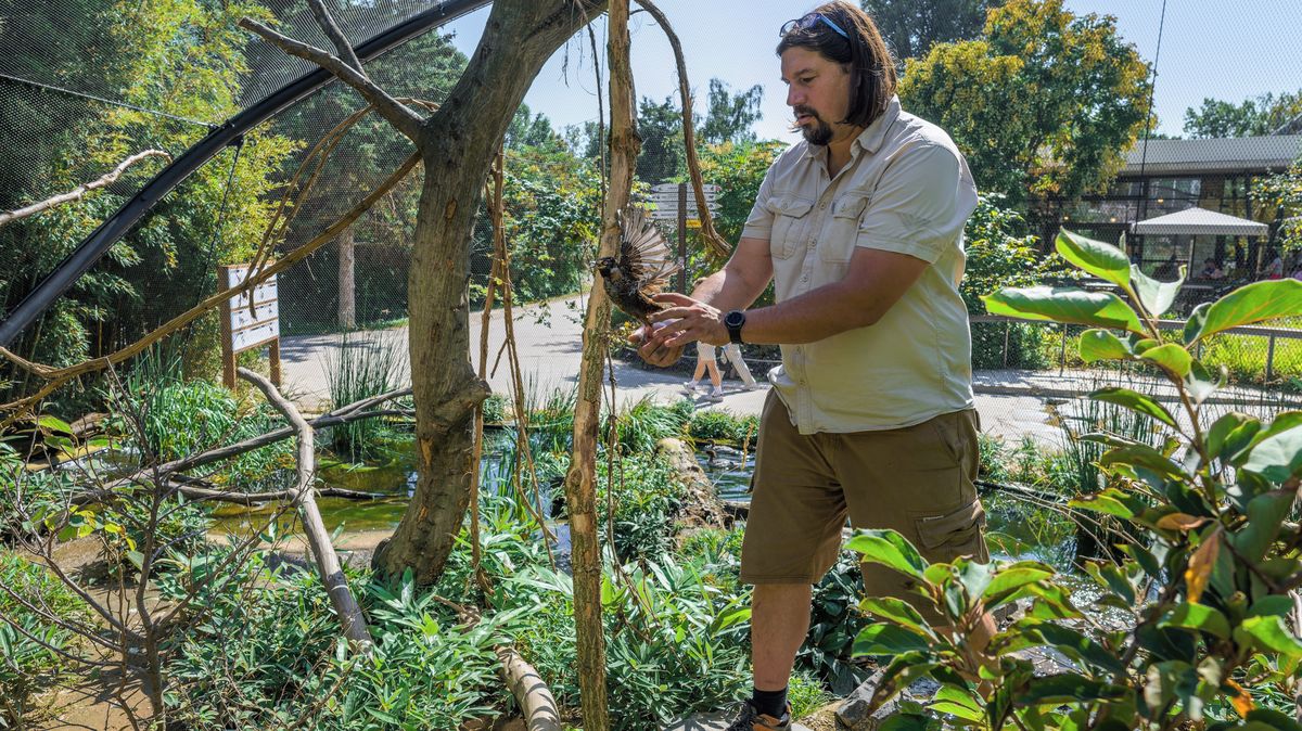 Píšu seznamy těch, kteří mají dostat šanci přežít. Kurátor Zoo Praha promluvil o boji s ptačí chřipkou
