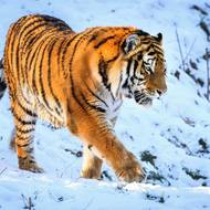 Mladý tygr Ozzy ve zlínské zoo