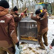 Transport mladého tygra ussurijského ze Zoo Zlín do Portugalska