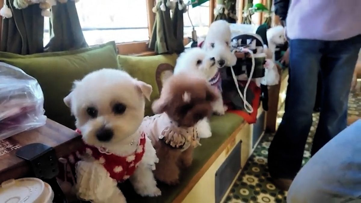 Psí tramvaj je oblíbenou atrakcí čínského města