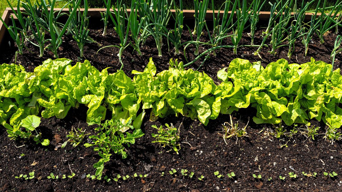 Chcete mít domácí zeleninu? Na výsev čekají nejen cibule a hrášek